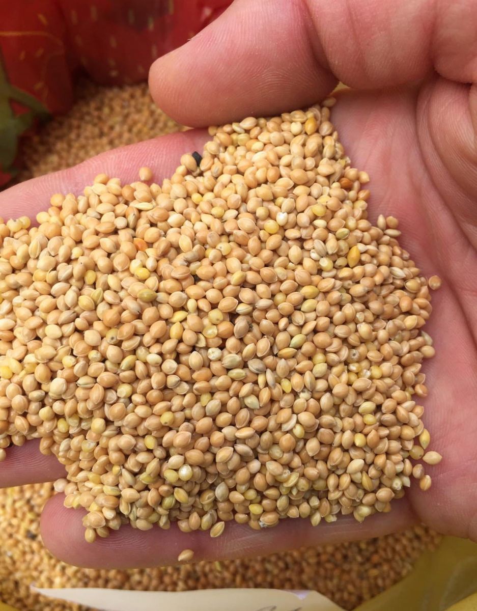 Tahıl ve bakliyat ticareti